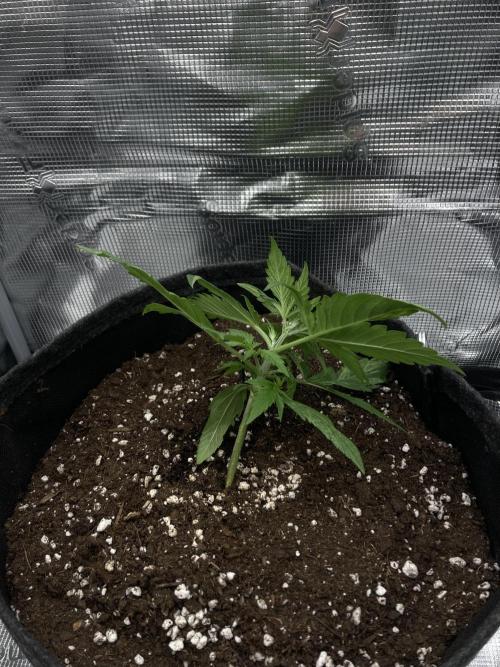 RQS Corkscrew Auto - First Indoor run. Week 2 - 04.04.