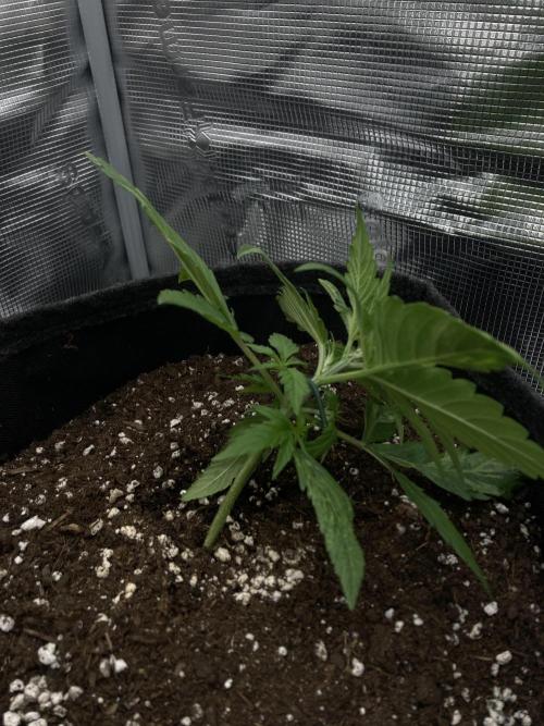 RQS Corkscrew Auto - First Indoor run. Week 2 - 04.04.