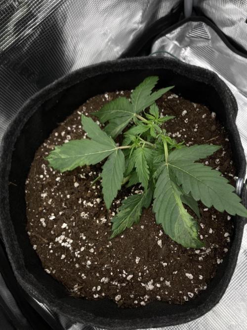 RQS Corkscrew Auto - First Indoor run. Week 3 - 07.04. - After topping