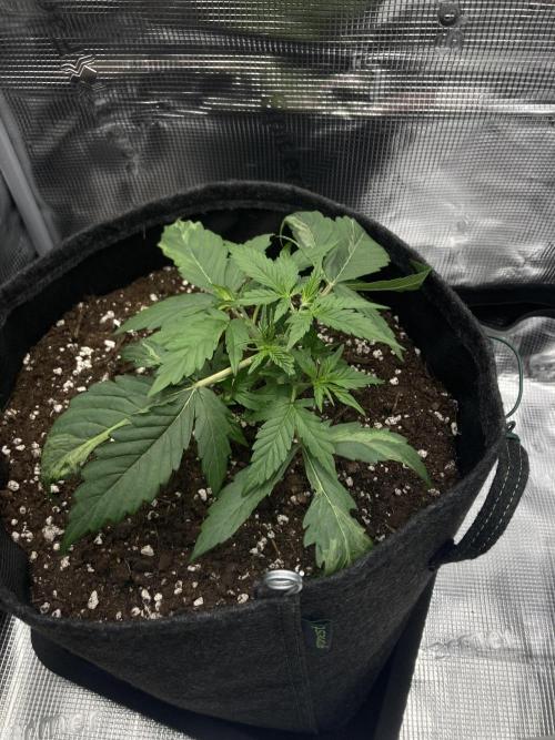 RQS Corkscrew Auto - First Indoor run. Week 3 - 08.04.