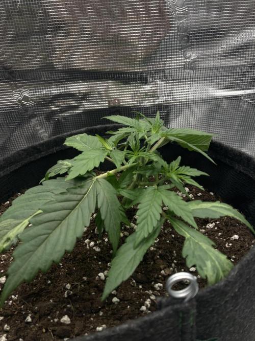 RQS Corkscrew Auto - First Indoor run. Week 3 - 08.04.