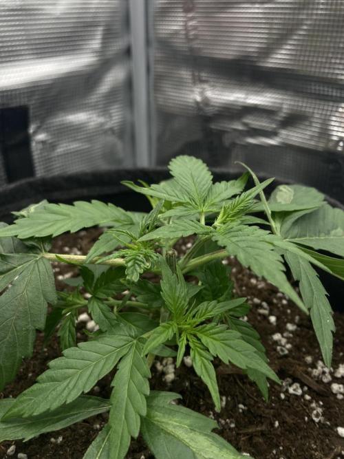 RQS Corkscrew Auto - First Indoor run. Week 3 - 08.04.