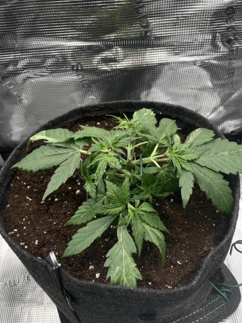 RQS Corkscrew Auto - First Indoor run. Week 3 - 10.04.