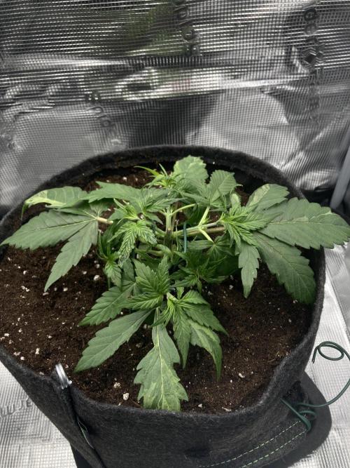 RQS Corkscrew Auto - First Indoor run. Week 3 - 10.04.