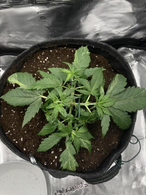 RQS Corkscrew Auto - First Indoor run. Week 3 - 10.04.