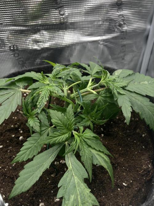 Corkscrew Automatic. Week 3