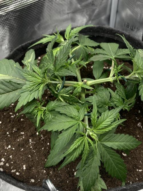 RQS Corkscrew Auto - First Indoor run. Week 3 - 12.04.