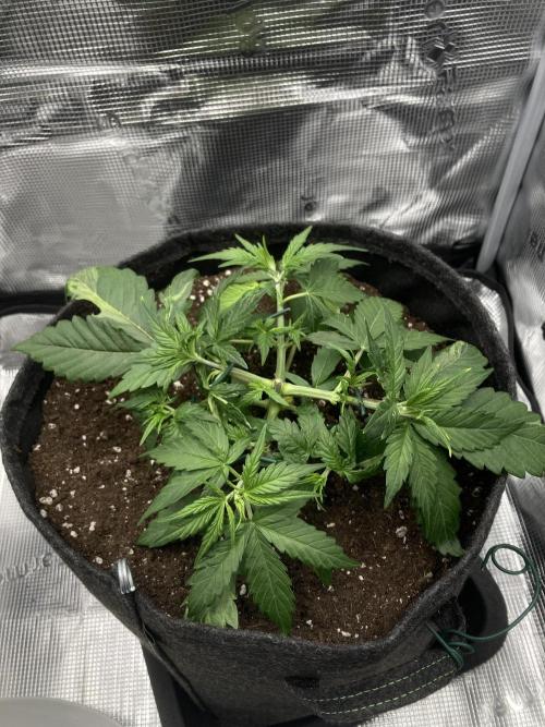RQS Corkscrew Auto - First Indoor run. Week 3 - 12.04.