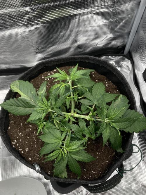 RQS Corkscrew Auto - First Indoor run. Week 3 - 12.04.