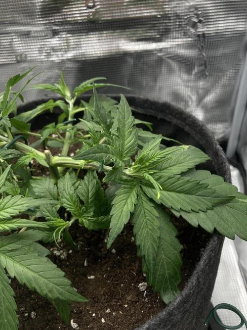 RQS Corkscrew Auto - First Indoor run. Week 3 - 12.04.