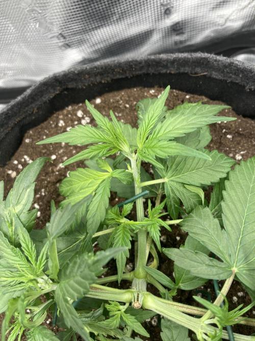 RQS Corkscrew Auto - First Indoor run. Week 3 - 12.04.