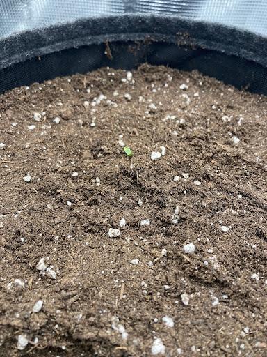 Corkscrew Automatic. Week 4