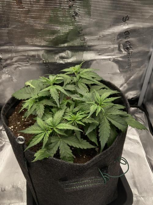 RQS Corkscrew Auto - First Indoor run. Week 4 - 14.04. - Before LST