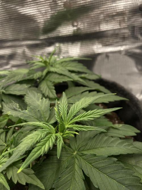 RQS Corkscrew Auto - First Indoor run. Week 4 - 14.04. - Transitioning into flower