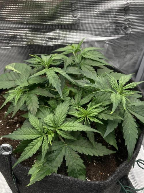 RQS Corkscrew Auto - First Indoor run. Week 4 - 14.04. - Before LST
