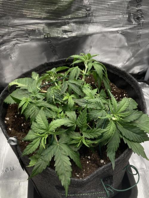 RQS Corkscrew Auto - First Indoor run. Week 4 - 14.04. - After LST