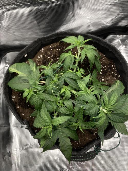 Corkscrew Automatic. Week 4