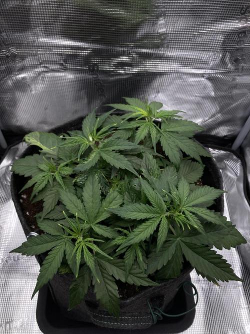 RQS Corkscrew Auto - First Indoor run. Week 4 - 17.04. - Before LST