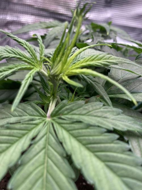 RQS Corkscrew Auto - First Indoor run. Week 4 - 17.04. - First pistils showing