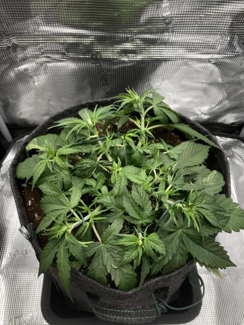 Corkscrew Automatic. Week 4