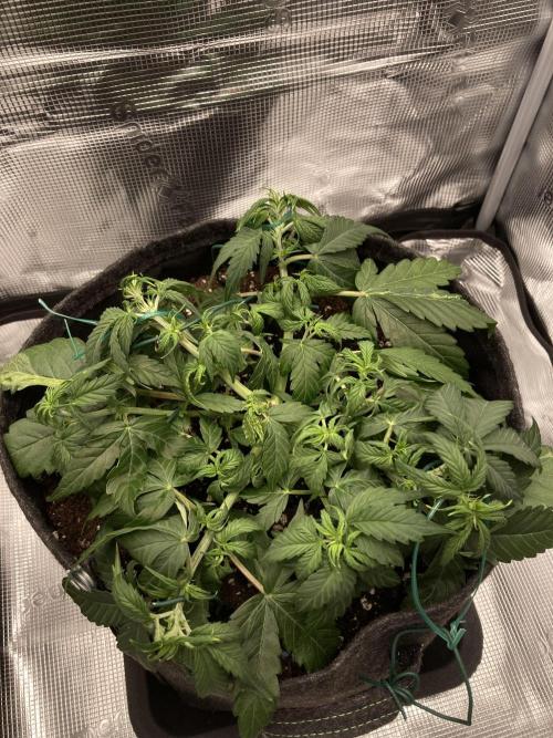 RQS Corkscrew Auto - First Indoor run. Week 4 - 18.04. - After LST