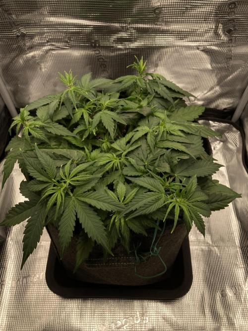 RQS Corkscrew Auto - First Indoor run. Week 4 - 19.04.