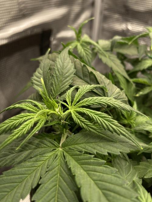 RQS Corkscrew Auto - First Indoor run. Week 4 - 19.04.