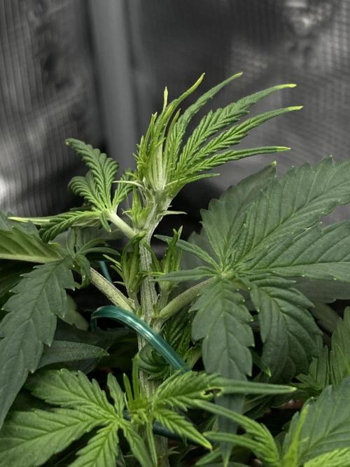 RQS Corkscrew Auto - First Indoor run. Week 4 - 19.04.