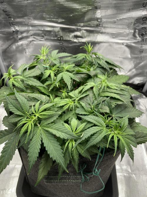 Corkscrew Automatic. Week 4