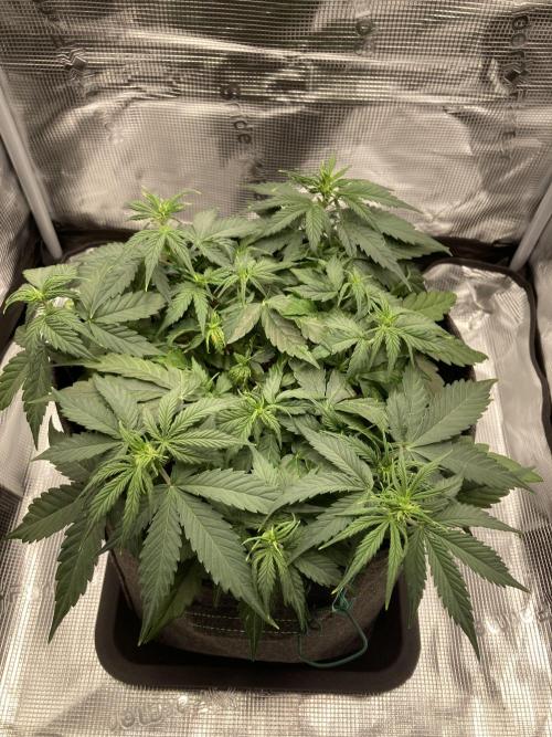 RQS Corkscrew Auto - First Indoor run. Week 5 - 21.04. - Before LST