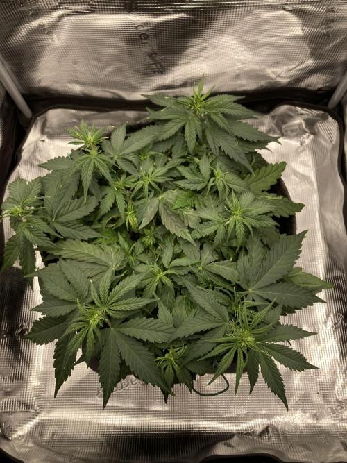 RQS Corkscrew Auto - First Indoor run. Week 5 - 21.04. - Before LST