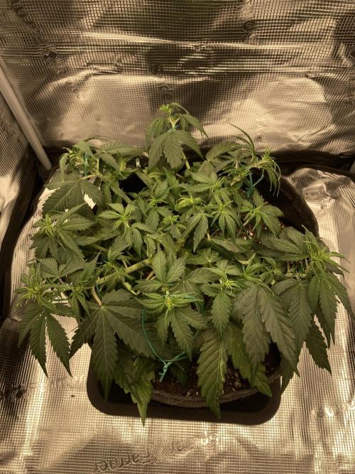 RQS Corkscrew Auto - First Indoor run. Week 5 - 21.04. - After LST
