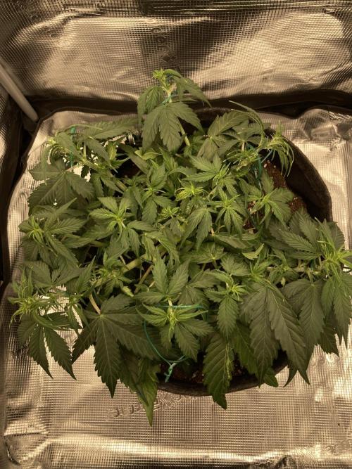 Corkscrew Automatic. Week 5