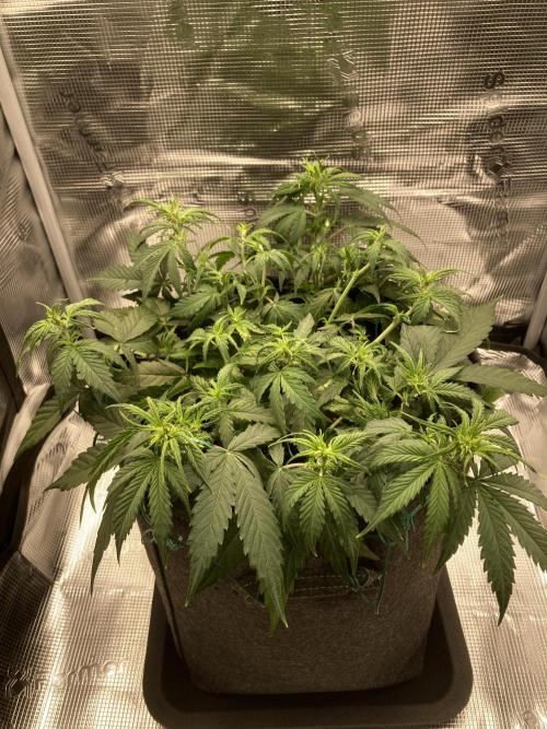 RQS Corkscrew Auto - First Indoor run. Week 5 - 23.04.
