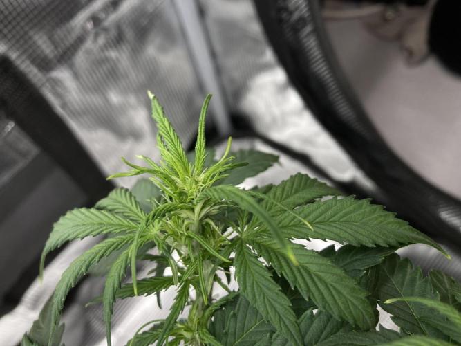 RQS Corkscrew Auto - First Indoor run. Week 5 - 23.04.