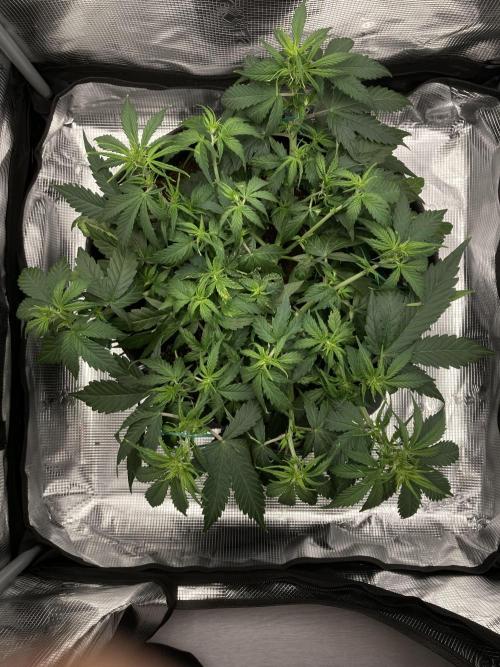 Corkscrew Automatic. Week 5