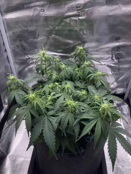 RQS Corkscrew Auto - First Indoor run. Week 5 - 26.04.