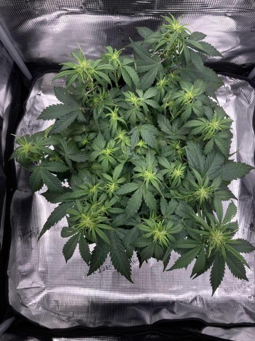 RQS Corkscrew Auto - First Indoor run. Week 5 - 26.04.