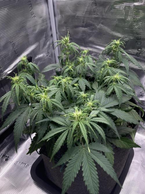 RQS Corkscrew Auto - First Indoor run. Week 5 - 26.04.