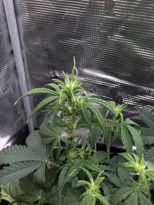 RQS Corkscrew Auto - First Indoor run. Week 5 - 26.04.