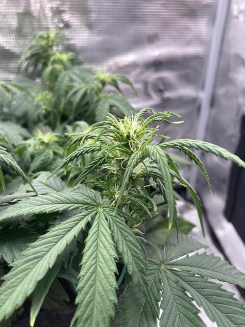 Corkscrew Automatic. Week 5