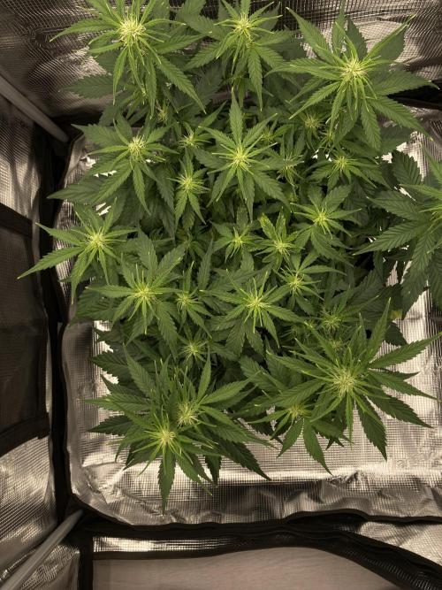 RQS Corkscrew Auto - First Indoor run. Week 6 - 30.04.