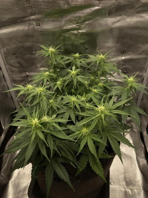 RQS Corkscrew Auto - First Indoor run. Week 6 - 30.04.