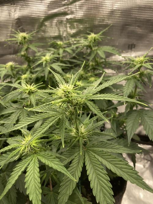 RQS Corkscrew Auto - First Indoor run. Week 6 - 30.04.