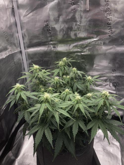 RQS Corkscrew Auto - First Indoor run. Week 6 - 03.05.