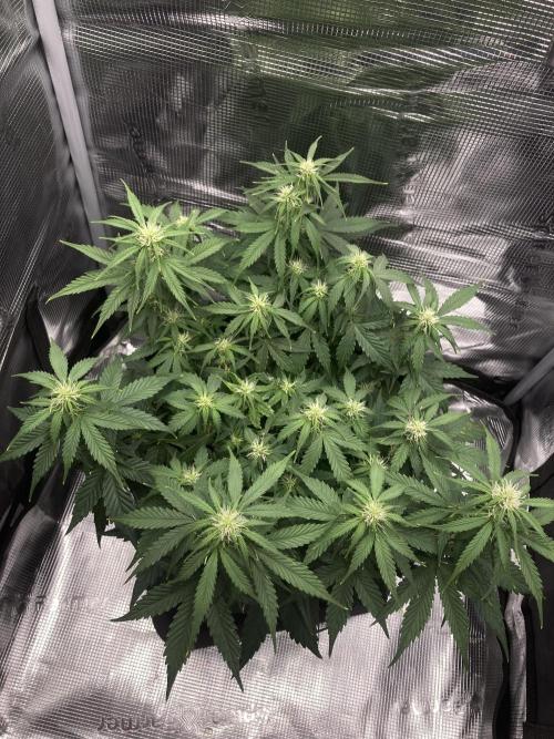 RQS Corkscrew Auto - First Indoor run. Week 6 - 03.05.