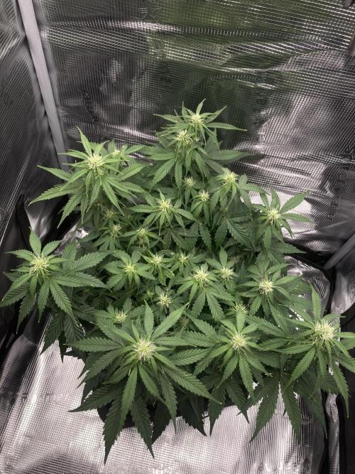RQS Corkscrew Auto - First Indoor run. Week 6 - 03.05.