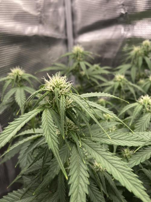 RQS Corkscrew Auto - First Indoor run. Week 6 - 03.05.