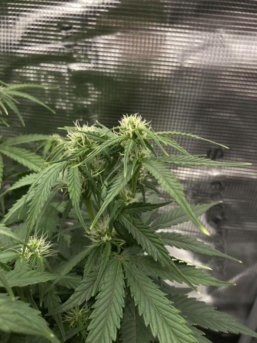 RQS Corkscrew Auto - First Indoor run. Week 6 - 03.05.