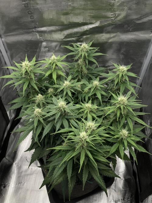 RQS Corkscrew Auto - First Indoor run. Week 7 - 10.05.